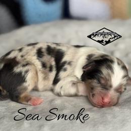 Sea Smoke - Blue merle male Miniature Australian Shepherd puppy in Cody, Wyoming from Quartz Creek Aussies