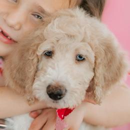 Max - Cream male Aussiedoodle puppy in Greensboro, North Carolina from Glendale Doodles