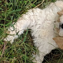 Bernedoodle, Goldendoodle, and Labradoodle Puppies from Riverhouse Doodles