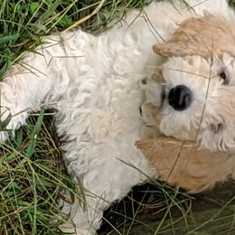 Bernedoodle, Goldendoodle, and Labradoodle Puppies from Riverhouse Doodles