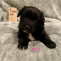 Bluff - Black & white female Australian Shepherd puppy in Wisconsin Dells, Wisconsin from Nicara kennel