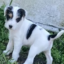 Parson Russell Terriers from Barnun Kennel
