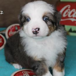 Boy 2 - Blue merle male Miniature Australian Shepherd puppy in Elgin, Oregon from LongMile Aussies