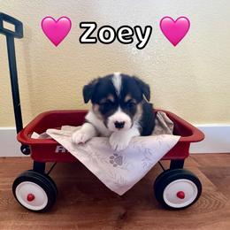 Zoey - Black and tan female Pembroke Welsh Corgi puppy in Corning, California from C.H. Pembroke Corgis
