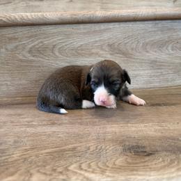 Skittles (Fluffy) - Sable female Pembroke Welsh Corgi puppy in Phelan, California from Desert Sunset Pembroke Welsh Corgis