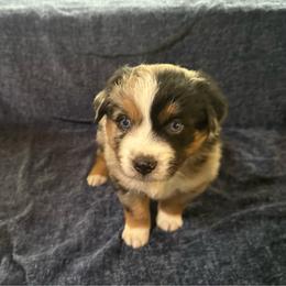 Oreo - BMM - Blue merle male Australian Shepherd puppy in Duluth, Minnesota from Frozen Nort Aussies