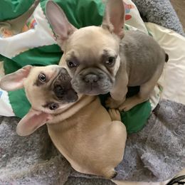 French Bulldog Puppies from Lucinda's Frenchies