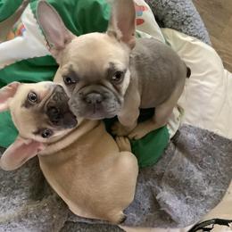 French Bulldog Puppies from Lucinda's Frenchies