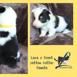 Yellow female - White and black female Pembroke Welsh Corgi puppy in Wayne City, Illinois from Lash Livestock & Corgis
