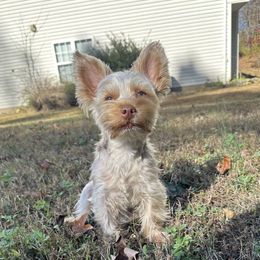 Nino - Yorkshire Terrier