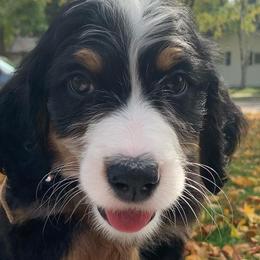 Bernedoodles from Kalamazoo Bernedoodles