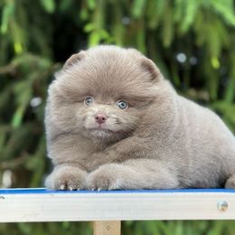 Pomeranian Puppies from Pomeranian gem