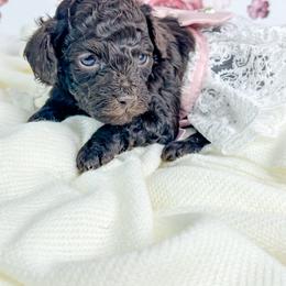 Oakley - Brown female Poodle puppy in from Pink Poodles and Doodles