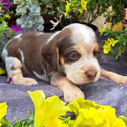 Basset Hound and Beagle Puppies from Orange Mountain Basset Hounds & Beagles