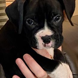 Boxer Puppies from Winchester Boxers