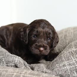 Purple - Chocolate female Australian Labradoodle puppy in Williamstown, New York from Lewis Manor Labradoodles