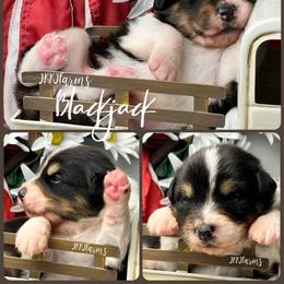 1 Blackjack, BTM - Black tri-color male Australian Shepherd puppy in Huntington, Texas from JKKJ Farms, LLC