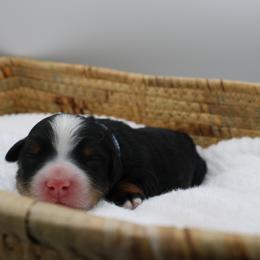 Boy 1 - male Bernedoodle puppy in Saratoga Springs, Utah from Saratoga Springs Doodles
