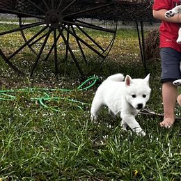 Siberian Husky Puppies from Hargaden Huskies