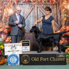 Boots - Flat-Coated Retriever