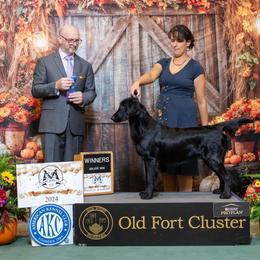 Boots - Flat-Coated Retriever