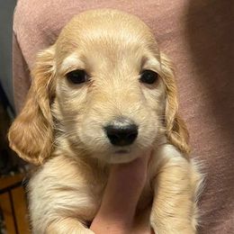 Dachshund Puppies from Dollhouse Miniature Dachshunds
