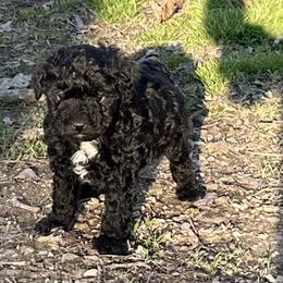 Jet - Black male Poodle puppy in Cabool, Missouri from Rafter B Farms