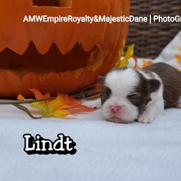 Great Dane and Shih Tzu Puppies from Empire Royalty and Majestic Dane