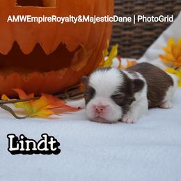 Great Dane and Shih Tzu Puppies from Empire Royalty and Majestic Dane
