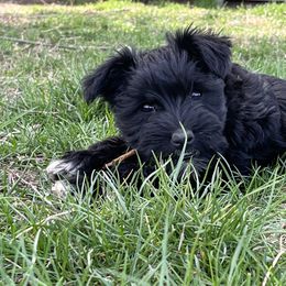 Miniature Schnauzer Puppies from Winona Schnauzers