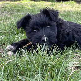 Miniature Schnauzer Puppies from Winona Schnauzers