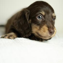 Dachshund Puppies from Lone River Dachshunds