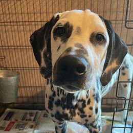 Long John Donut- Black - White and black male Dalmatian puppy in Claremore, Oklahoma from Lotsofdots Dalmatians