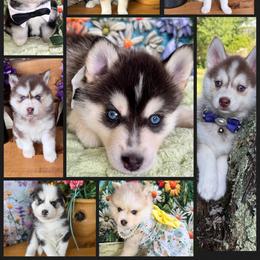 Pomsky and Siberian Husky Puppies from Hemlock Pines Pomsky