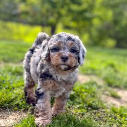 Topaz - Micro Bernedoodle 15-20lbs - Blue merle female Bernedoodle puppy in Pittsburgh, Pennsylvania from WestPenn Doodles LLC