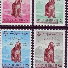 Afghan Hound All Grown Up from Mount Diablo Afghan Hounds