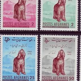 Afghan Hound All Grown Up from Mount Diablo Afghan Hounds