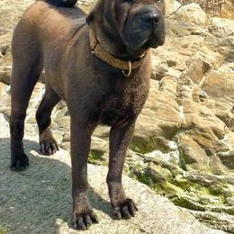 Chinese Shar-Pei All Grown Up from ENZI PEI