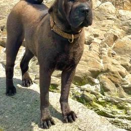 Chinese Shar-Pei All Grown Up from ENZI PEI