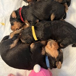 Airedale Terrier puppies from Zinful Airedales