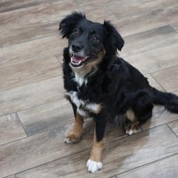 Kali - Miniature Australian Shepherd