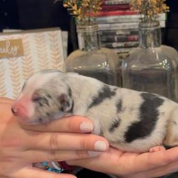 Madi - Blue merle female Miniature Australian Shepherd puppy in North Lakeport, California from Wild Rose Ranch