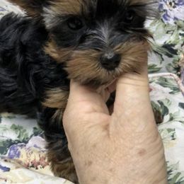Yorkshire Terriers from Cornelia Shrope