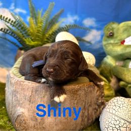 Shiny - Chocolate female Labradoodle puppy in Chelan, Washington from North Cascades Doodles