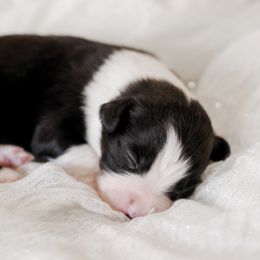Australian Shepherd, Miniature American Shepherd, Miniature Australian Shepherd, and Toy Australian Shepherd Puppies from Painted Blue Aussies