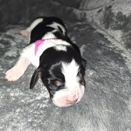 Hot pink - Black and white female Basset Hound puppy in Santa Rosa, California from Redwood Coast bassetts