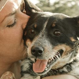 Australian Cattle Dogs from Pointless Acres