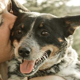 Australian Cattle Dogs from Pointless Acres