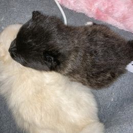 Pomeranian Puppies from Lucky Poms of Los Angeles