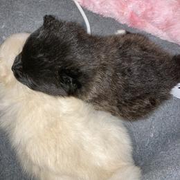Pomeranian Puppies from Lucky Poms of Los Angeles